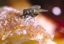 Hacking into Houseflies for Disease Outbreak Monitoring