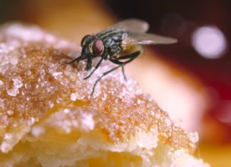 Hacking into Houseflies for Disease Outbreak Monitoring