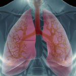 PuLMo: An Artificial Lung in Development for Safe Drug Testing