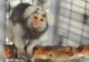 Researchers Develop Alternative Animal Model for Zika
