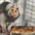 Researchers Develop Alternative Animal Model for Zika Researchers Develop Alternative Animal Model for Zika