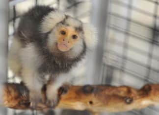 Researchers Develop Alternative Animal Model for Zika Researchers Develop Alternative Animal Model for Zika