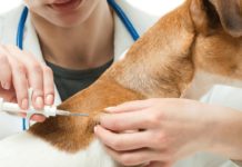 A Coordinated Approach is putting a Stop to the Spread of Rabies in Nepal A Coordinated Approach is putting a Stop to the Spread of Rabies in Nepal