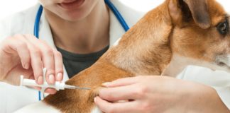 A Coordinated Approach is putting a Stop to the Spread of Rabies in Nepal