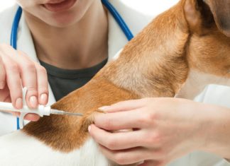 A Coordinated Approach is putting a Stop to the Spread of Rabies in Nepal A Coordinated Approach is putting a Stop to the Spread of Rabies in Nepal
