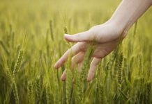 A Complete Look at the Protein behind Sense of Touch A Complete Look at the Protein behind Sense of Touch