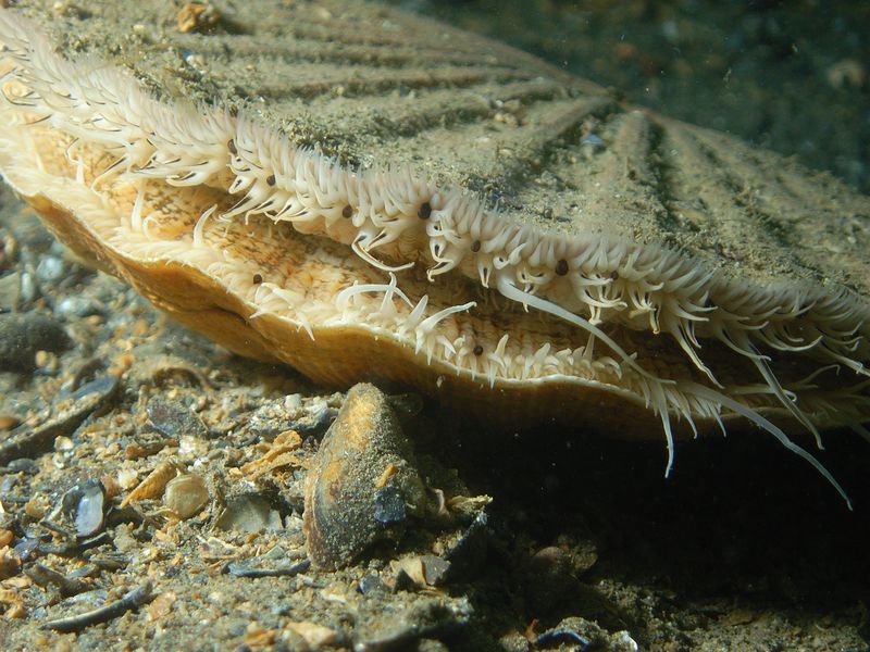 This Not-So-Simple Mollusc Has 200 Eyes Collectively Functioning Like a Telescope