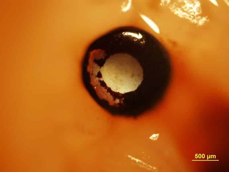 This Not-So-Simple Mollusc Has 200 Eyes Collectively Functioning Like a Telescope