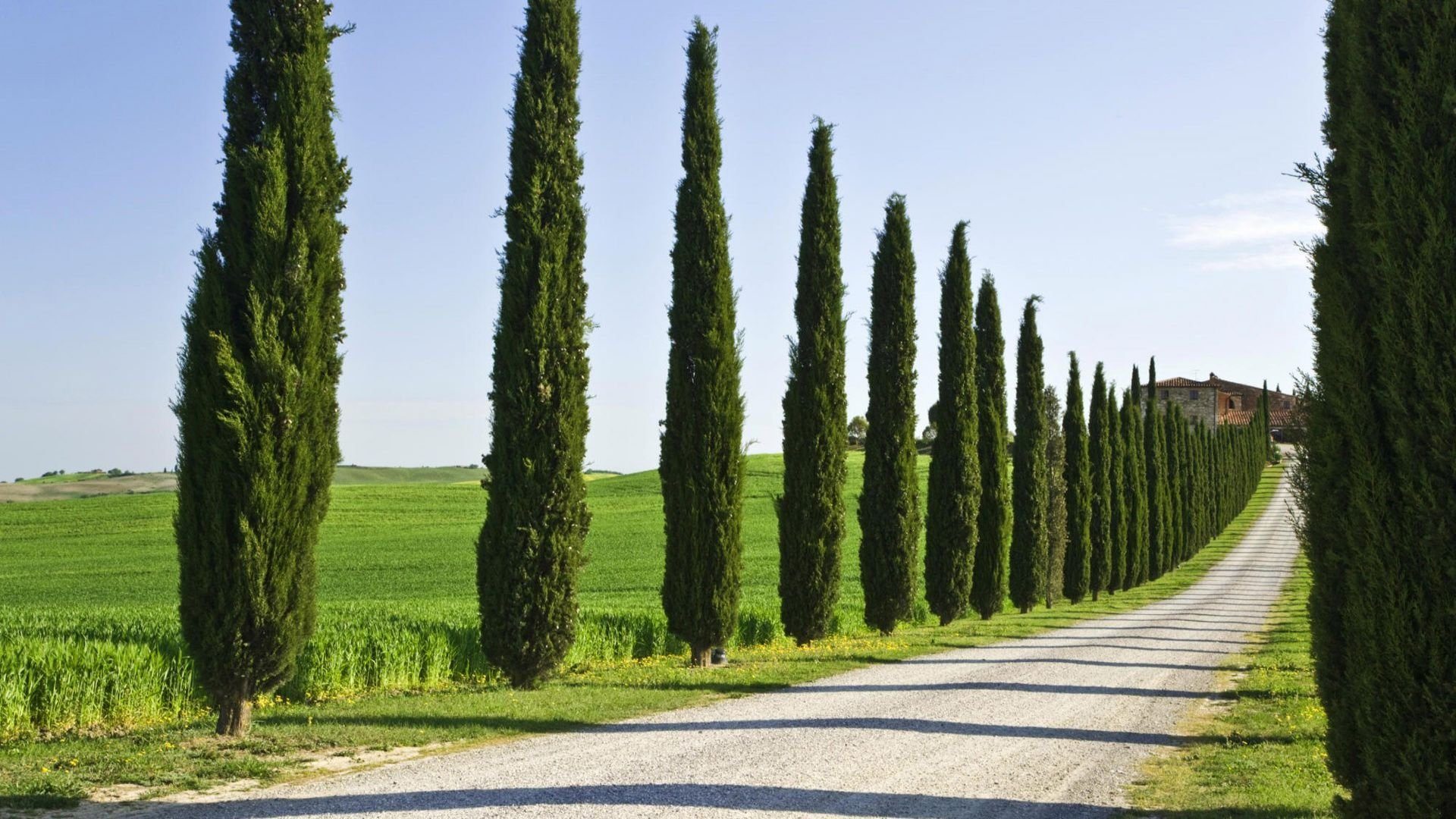 The future of Biofuel: Petite Poplars one of the pacific Northwest best bets