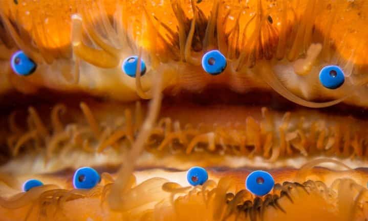 This Not-So-Simple Mollusc Has 200 Eyes Collectively Functioning Like a Telescope