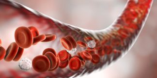 Multifunctional Protein found to be Critical for Blood Cell Development