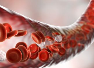 Multifunctional Protein found to be Critical for Blood Cell Development Multifunctional Protein found to be Critical for Blood Cell Development