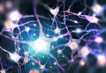 Study Pinpoints Pathway to Muscle Paralysis in Fatal Muscle Degeneration Disease Study Pinpoints Pathway to Muscle Paralysis in Fatal Muscle Degeneration Disease