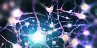 Study Pinpoints Pathway to Muscle Paralysis in Fatal Muscle Degeneration Disease