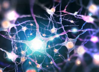 Study Pinpoints Pathway to Muscle Paralysis in Fatal Muscle Degeneration Disease Study Pinpoints Pathway to Muscle Paralysis in Fatal Muscle Degeneration Disease