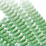 Startup Secures $13M for Tech Using Algae to Make Biologics