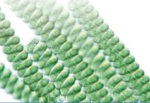 Biotech’s Next Big (Blue) Platform: Startup Secures $13M for Tech Using Algae to Make Biologics Startup Secures $13M for Tech Using Algae to Make Biologics