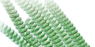 Startup Secures $13M for Tech Using Algae to Make Biologics
