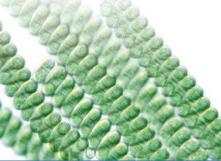 Biotech’s Next Big (Blue) Platform: Startup Secures $13M for Tech Using Algae to Make Biologics Startup Secures $13M for Tech Using Algae to Make Biologics