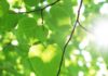 Ancient Algae Analysis Reveals Photosynthesis 1.25 Billion Years-Old