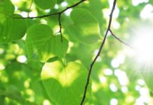 Lights, Plants, Action: Ancient Algae Analysis Reveals Photosynthesis to be a 1.25 Billion Years-Old Process Ancient Algae Analysis Reveals Photosynthesis 1.25 Billion Years-Old