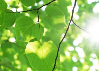 Lights, Plants, Action: Ancient Algae Analysis Reveals Photosynthesis to be a 1.25 Billion Years-Old Process Ancient Algae Analysis Reveals Photosynthesis 1.25 Billion Years-Old