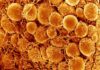 3D Imaging of Fat Cells Unveils Potential Targets to Fight Obesity 3D Imaging of Fat Cells Unveils Potential Targets to Fight Obesity