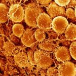 3D Imaging of Fat Cells Unveils Potential Targets to Fight Obesity