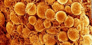 3D Imaging of Fat Cells Unveils Potential Targets to Fight Obesity