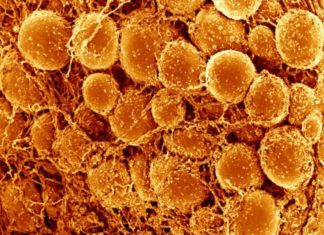 3D Imaging of Fat Cells Unveils Potential Targets to Fight Obesity