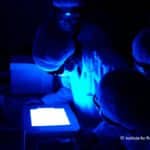 JRF Post For Life Science / Biotech Candidates @ ICAR, NRC on Mithun