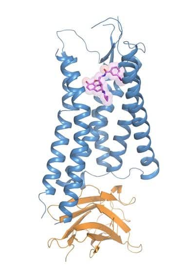 Decoding a Brain Receptor Protein Could Hold Key to Safer Opioids