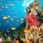 Lab-Bred Species a Biological Fix to Help Rehabilitate Corals