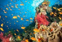 Lab-Bred Species a Biological Fix to Help Rehabilitate Corals Lab-Bred Species a Biological Fix to Help Rehabilitate Corals