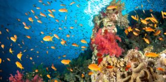 Lab-Bred Species a Biological Fix to Help Rehabilitate Corals