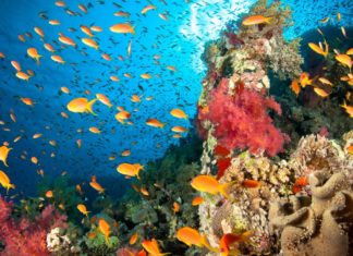 Lab-Bred Species a Biological Fix to Help Rehabilitate Corals Lab-Bred Species a Biological Fix to Help Rehabilitate Corals