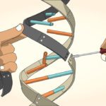 Super-Silenced Genes Allow For Enhanced Reprogramming of Cells Super-Silenced Genes Allow For Enhanced Reprogramming of Cells