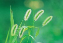 Leveraging a Genetic Mechanism to Enhance Yield Potential in Cereals Leveraging a Genetic Mechanism to Enhance Yield Potential in Cereals