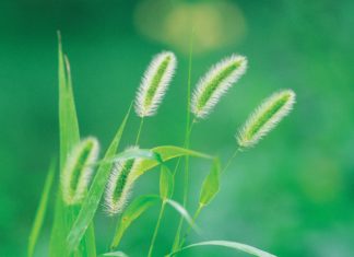 Leveraging a Genetic Mechanism to Enhance Yield Potential in Cereals Leveraging a Genetic Mechanism to Enhance Yield Potential in Cereals