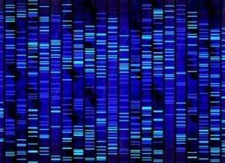 Mutations in Regulatory Elements Linked to Neurodevelopmental Disorder MSc & PhD Research Fellow Job Openings @ CIBA