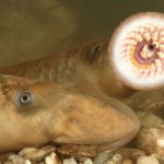 Genes that Promote Nerve Healing in Lampreys Discovered in Humans