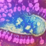 Previously Unknown, Bacteria-Hunting Marine Viruses Discovered Previously Unknown, Bacteria-Hunting Marine Viruses Discovered