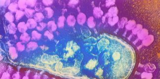 Previously Unknown, Bacteria-Hunting Marine Viruses Discovered