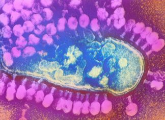 Previously Unknown, Bacteria-Hunting Marine Viruses Discovered