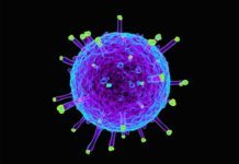 Universal Flu Vaccine Constituting Double-Layered Protein Nanoparticles In Works Universal Flu Vaccine Constituting Double-Layered Protein Nanoparticles