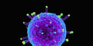 Universal Flu Vaccine Constituting Double-Layered Protein Nanoparticles
