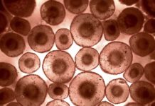 Final Tally In: 42 Million Protein Molecules Are Present in a Single Cell Final Tally In: 42 Million Protein Molecules Are Present in a Single Cell