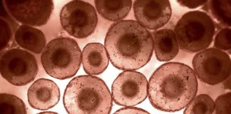 Final Tally In: 42 Million Protein Molecules Are Present in a Single Cell