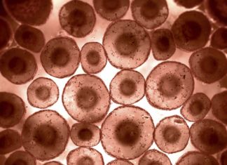 Final Tally In: 42 Million Protein Molecules Are Present in a Single Cell