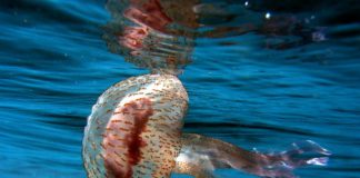 Jellyfishes Contribute to Sustainable Commercial Fishing